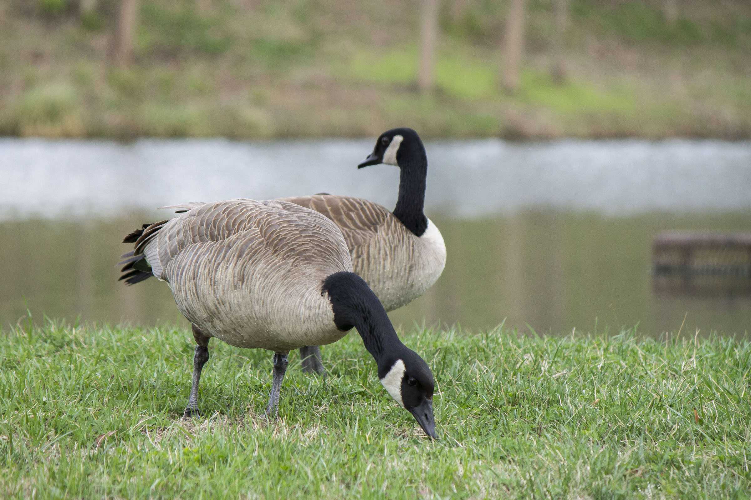 Canada geese grazea on historic side of Lindenwood University's campus. <br /> Photo by Sandro Perrino