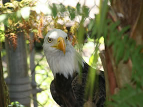 Eagle sighting at Busch Wildlife