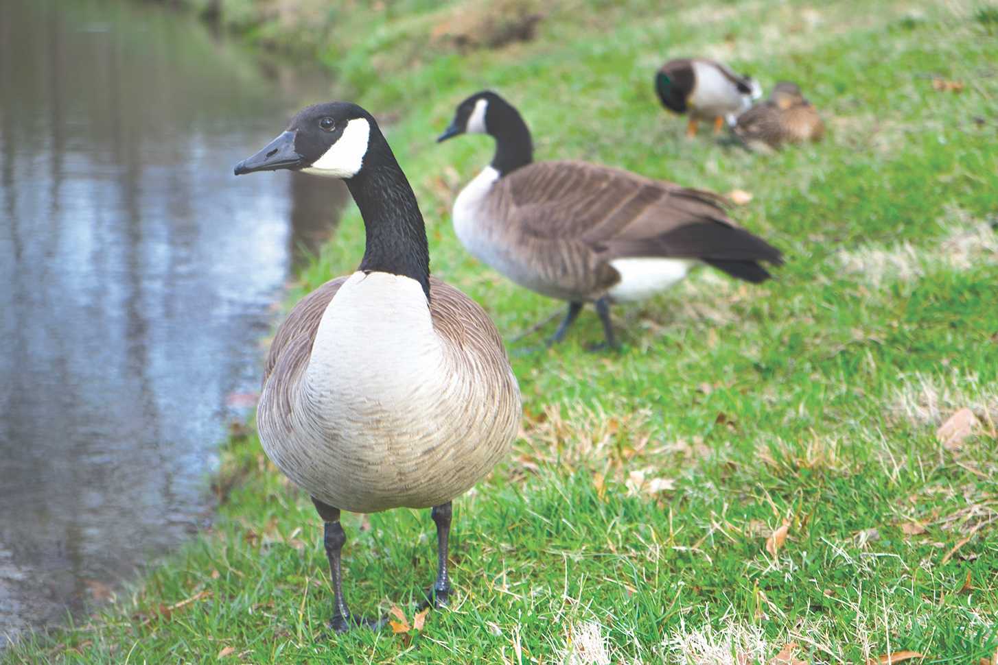 Two geese walk near the pond across from the Student-Athlete Center. <br /> Photo by Mai Urai