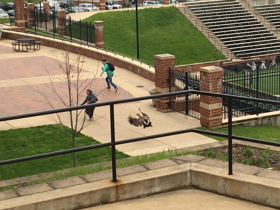 Students run away while being chased by a goose at the back of spellman.