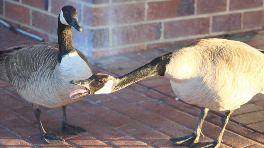 Geese in front of Spellmann act fierce to defend themselves against students who pass by the building early on Friday, March 24, 2017.   Photo by Madi Nolte