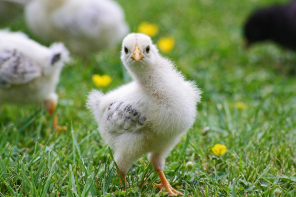 Contrary to what many people think, chickens make great pets, just like many other less-thought-of animals.  Photo from pexels.com
