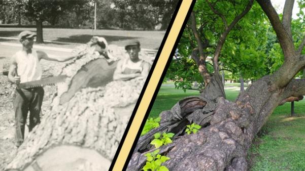 Left: a linden tree known as King of the Campus after it was cut down in the 1920s.  Photo from the Mary E. Ambler Archives  Right:  The historic catalpa tree near the edge of campus by the Alumnae Gate.   Photo by Kat Owens