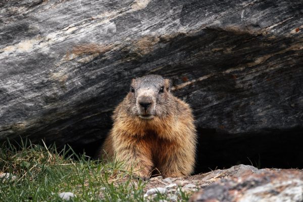 This year the Groundhog day prediction is that spring is close.