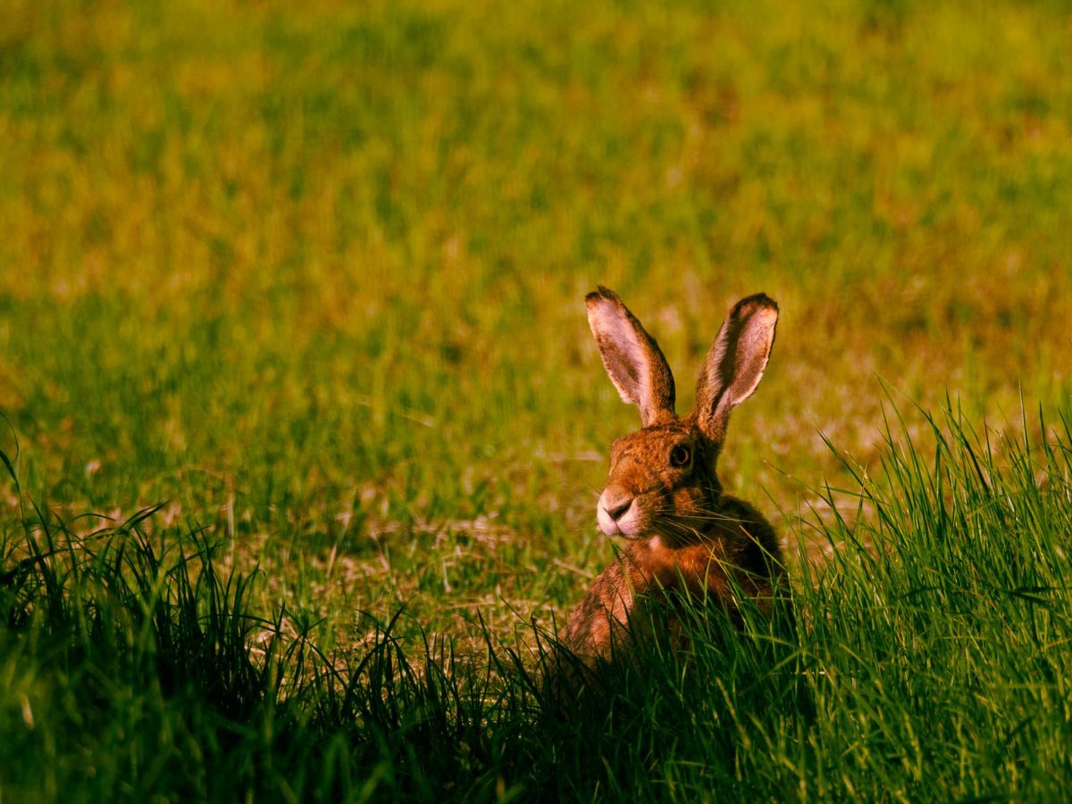 The hare is a symbol of spring and the spring equinox. 
